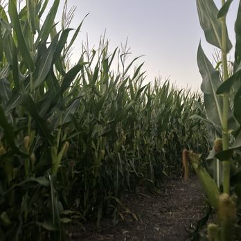 Petaluma Pumpkin Patch And Amazing Corn Maze - Corn maze - Pumpkin Patches Near Me - Petaluma, California Petaluma Pumpkin Patch And Amazing Corn Maze - Corn maze - Pumpkin Patches Near Me - Petaluma, California