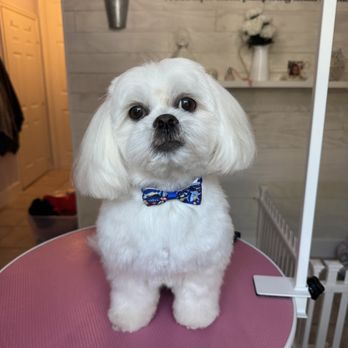 La Petite Pooch - Pet Groomers Near Me - Jupiter, Florida La Petite Pooch - Pet Groomers Near Me - Jupiter, Florida
