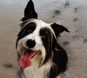 Slide of Teddy Bear Services