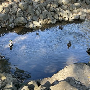 Franklin Cider Mill - Ducks in the creek - Donuts Near Me - Bloomfield Hills, Michigan