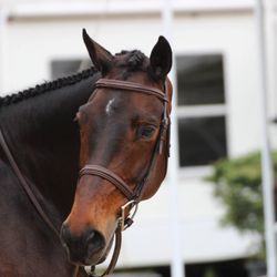 Reveal Equestrian