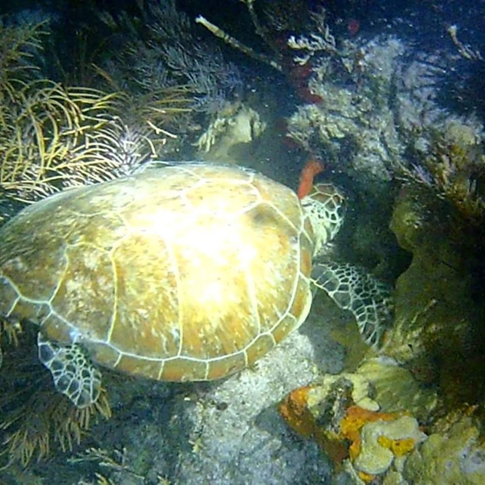Rainbow Reef Dive Center - Turtles on night dive - Scuba Diving Near Me - Key Largo, Florida Rainbow Reef Dive Center - Turtles on night dive - Scuba Diving Near Me - Key Largo, Florida