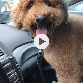 Bandbox Dog & Cat Salon - Pet Services Near Me - Calgary, Alberta Bandbox Dog & Cat Salon - Pet Services Near Me - Calgary, Alberta