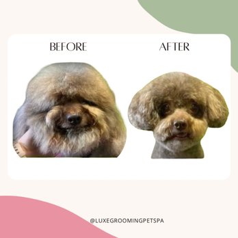 Luxe Grooming - This sweet pup went from fluffy to fabulous during her visit at Luxe Grooming Pet Spa. - Pet Groomers Near Me Luxe Grooming - This sweet pup went from fluffy to fabulous during her visit at Luxe Grooming Pet Spa. - Pet Groomers Near Me
