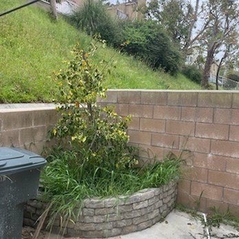 Mendez  Tree Services - Before - Landscaping Near Me