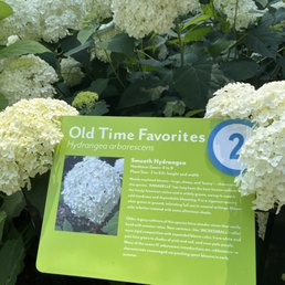 One of the hydrangea stations One of the hydrangea stations