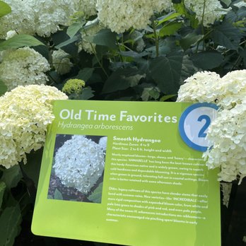 Heritage Museums & Gardens - One of the hydrangea stations - Botanical Gardens Near Me - Sandwich, Massachusetts Heritage Museums & Gardens - One of the hydrangea stations - Botanical Gardens Near Me - Sandwich, Massachusetts