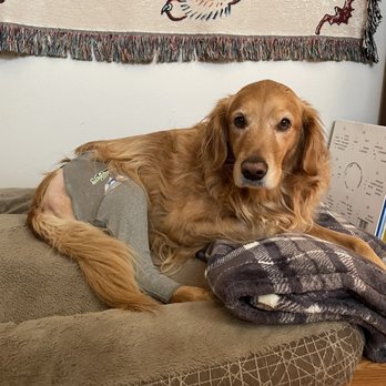 The Center for Animal Wellness - Veterinarians Near Me - Denver, Colorado The Center for Animal Wellness - Veterinarians Near Me - Denver, Colorado
