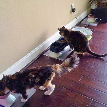 Your Pet Staff - Pet Sitting Near Me Your Pet Staff - Pet Sitting Near Me