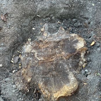 Beyond Tree Care - I dug this 3 feet deep. Neighbor helped and had a heart attack. - Tree Services Near Me - Lathrop, California