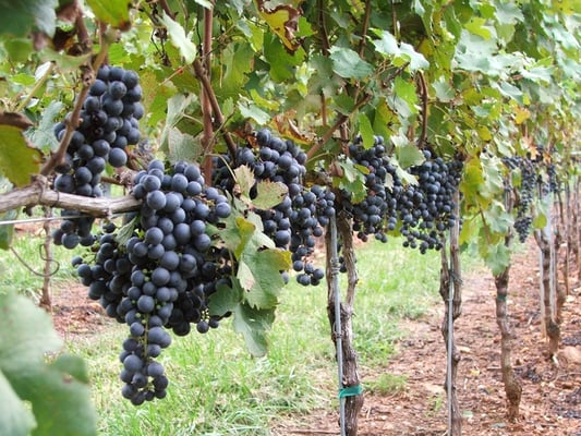 Barboursville Vineyards by null