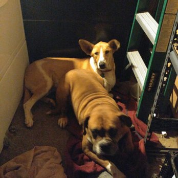 Fuzzy Feet Dog Rescue - Animal Shelters Near Me Fuzzy Feet Dog Rescue - Animal Shelters Near Me