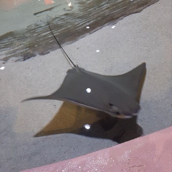 Living Shores Aquarium - Ray - Aquariums Near Me - Glen, New Hampshire