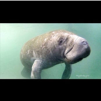 Crystal River Manatee Tours - Well, hello there.. - Tours Near Me - Crystal River, Florida Crystal River Manatee Tours - Well, hello there.. - Tours Near Me - Crystal River, Florida