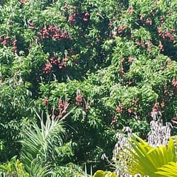 Exotic Palms