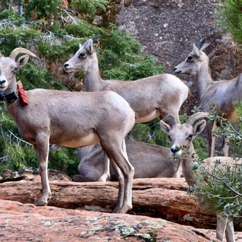Zion National Park - September 1, 2026 - Mountain goats seen from Highway. - Hiking Near Me - Springdale, Utah Zion National Park - September 1, 2026 - Mountain goats seen from Highway. - Hiking Near Me - Springdale, Utah
