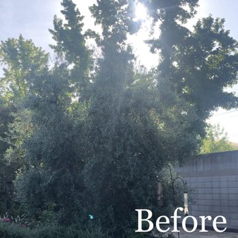 Reasonable Tree Services - Olive before - Tree Services Near Me Reasonable Tree Services - Olive before - Tree Services Near Me