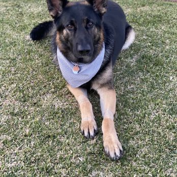 Dog World Order - This is our dog Teddy. - Pet Training Near Me Dog World Order - This is our dog Teddy. - Pet Training Near Me