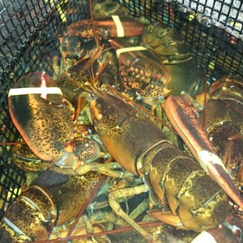 C-Ray Lobster - Lobster tank - Seafood Near Me - Bar Harbor, Maine