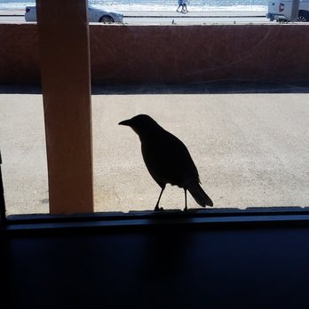 Gaido's - My audience, he was outside looking in. - Seafood Near Me - Galveston, Texas