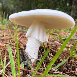Florida Botanical Gardens