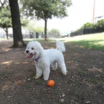Shady Waggers - One of the many pictures we received of our sweet Bella  when we were away and using Shady Wagger services. Look how HAPPY she looks! - Dog Walkers Near Me