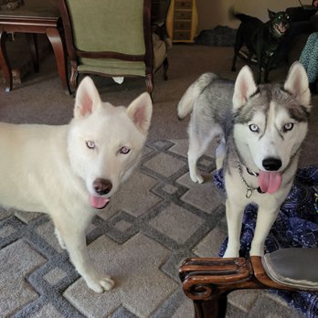 Rancho Simi Recreation & Park District - Tres Leche and Sam who is on the right - Dog Parks Near Me - Simi Valley, California