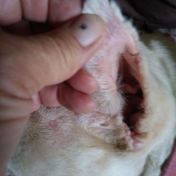 Mica Peak Veterinary Hospital - Right ear tip - Veterinarians Near Me - Tucson, Arizona Mica Peak Veterinary Hospital - Right ear tip - Veterinarians Near Me - Tucson, Arizona