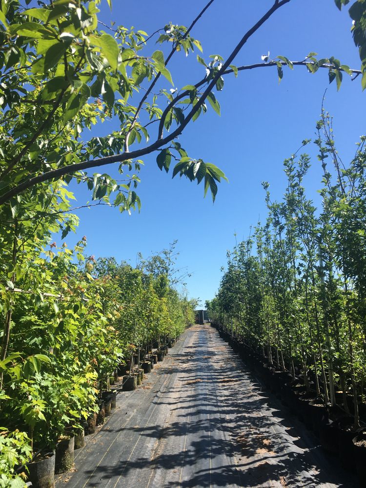 TREE AUTHORITY Updated August 2024 602 Minsi Trl, Perkasie