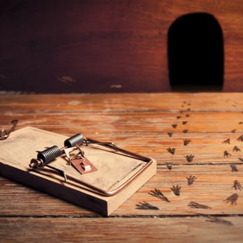 Daddy's Pest Solutions - Pest Control Near Me - Boca Raton, Florida Daddy's Pest Solutions - Pest Control Near Me - Boca Raton, Florida