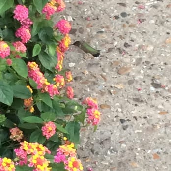 Hotel Nauvoo Historic Inn & Restaurant - Hummingbird visiting flowers out front Hotel Nauvoo. - Hotels Near Me - Nauvoo, Illinois Hotel Nauvoo Historic Inn & Restaurant - Hummingbird visiting flowers out front Hotel Nauvoo. - Hotels Near Me - Nauvoo, Illinois