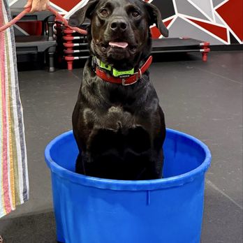 Sit Means Sit - Pet Training Near Me - Madison, Wisconsin Sit Means Sit - Pet Training Near Me - Madison, Wisconsin