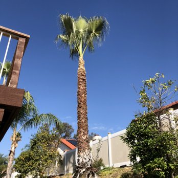 Certified Tree Service - Tree Services Near Me Certified Tree Service - Tree Services Near Me