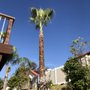 Certified Tree Service