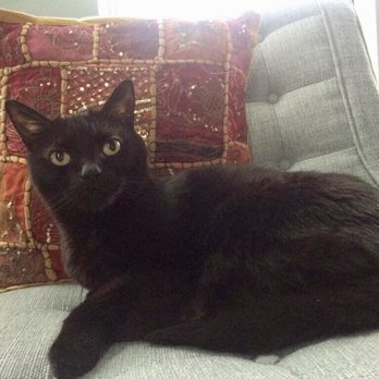 Austin Cat Sitters - Pet Sitting Near Me - Austin, Texas
