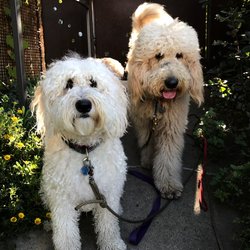 Here Rover - All Fun With The Gang
