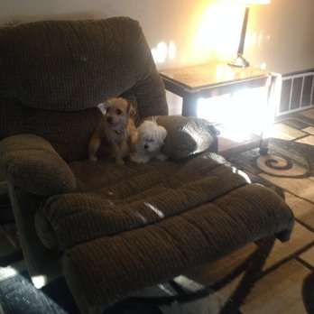 Joie's Dog Training & Boarding - These two didn't come together but they became fast friends. Training is important and so is TLC. - Pet Training Near Me Joie's Dog Training & Boarding - These two didn't come together but they became fast friends. Training is important and so is TLC. - Pet Training Near Me