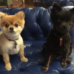 My two pups after April's handy work! :) My two pups after April's handy work! :)