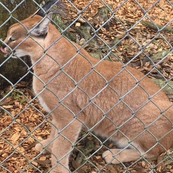 Panther Ridge Conservation Center - Zoos Near Me - Loxahatchee, Florida Panther Ridge Conservation Center - Zoos Near Me - Loxahatchee, Florida