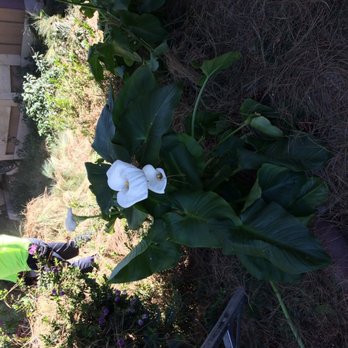 Roger's Tree Service - Tree Services Near Me Roger's Tree Service - Tree Services Near Me