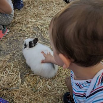 Little Explorers Mobile Petting Zoo - One of the cute bunnies - Party & Event Planning Near Me Little Explorers Mobile Petting Zoo - One of the cute bunnies - Party & Event Planning Near Me