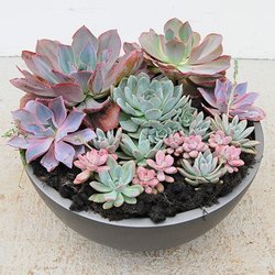 American Interior Plant Service - Succulent bowl