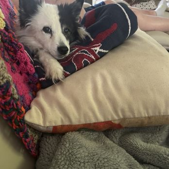 Lap of Love - Lexi girl. - Veterinarians Near Me Lap of Love - Lexi girl. - Veterinarians Near Me
