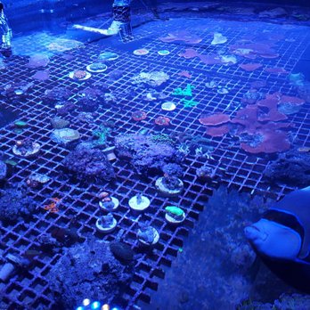 Blue Thumb Chicago - 300g coral tub - Aquarium Services Near Me