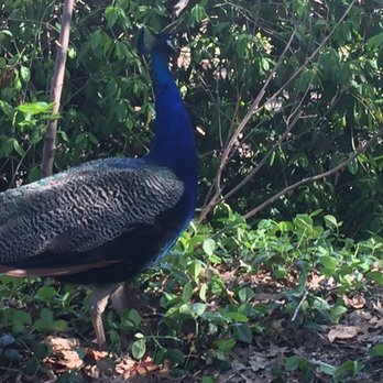 Bronx Zoo - So graceful and naughty, jumped right out of the enclosure to meet us! - Zoos Near Me - Bronx, New York