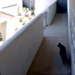 He pooped in front of my door regularly tired of it He pooped in front of my door regularly tired of it