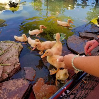 Sloppy Duck - Baby ducklings - American Near Me - Erie, Pennsylvania Sloppy Duck - Baby ducklings - American Near Me - Erie, Pennsylvania