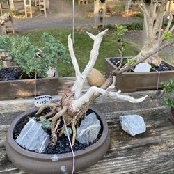 Al’s Bonsai Workshop - I love the bark