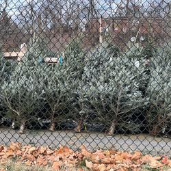 Keystone Oaks Marching Band Tree Sale