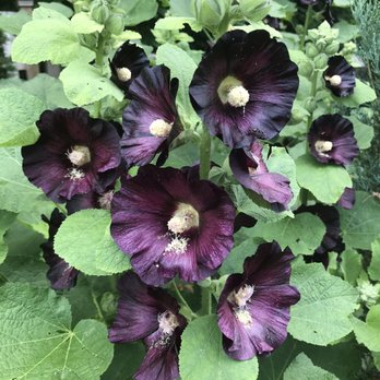 Oakland Nursery - Delaware - a close up of a purple flower - Nurseries & Gardening Near Me - Delaware, Ohio Oakland Nursery - Delaware - a close up of a purple flower - Nurseries & Gardening Near Me - Delaware, Ohio